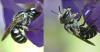 Osmia caerulescens